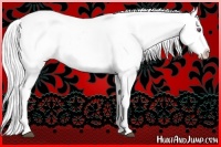 Horse Color:Silver Bay Chinchilla Appaloosa 