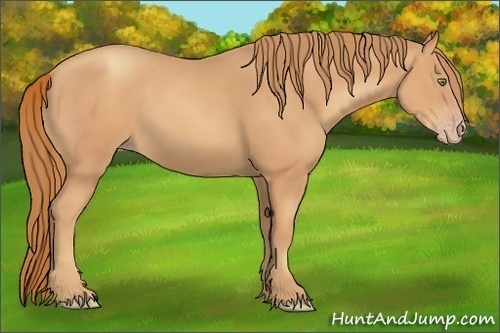 Horse Color:Gold Champagne