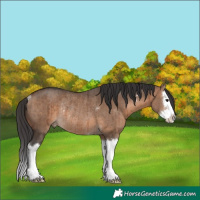 Horse Color:Bay Dun Sabino Splash Rabicano Brindle 