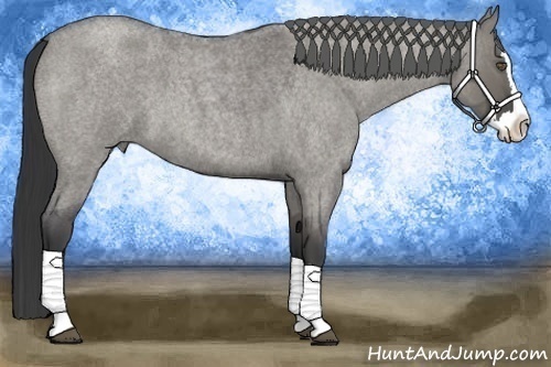 Horse Color:Grullo Roan Splash