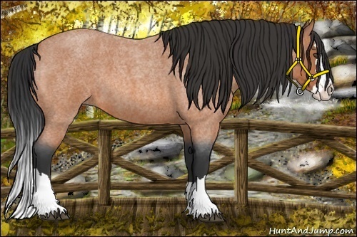 Horse Color:Bay Roan Splash 