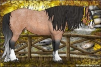 Horse Color:Bay Roan Splash
