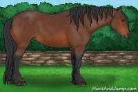 Horse Color:Bay Sabino