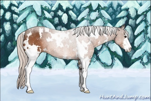 Horse Color:White Spotted Silver Bay Sabino