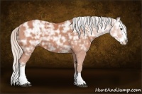 Horse Color:White Spotted Silver Bay Ice Sabino Splash 