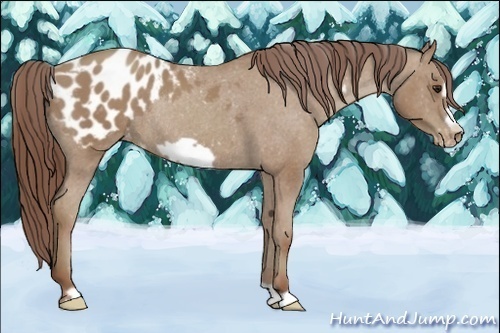 Horse Color:Classic Champagne Frame Appaloosa Rabicano 