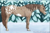 Horse Color:Classic Champagne Frame Appaloosa Rabicano 