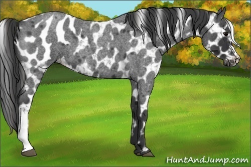 Horse Color:Blue Roan Blanket