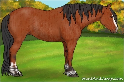 Horse Color:Bay Sabino Rabicano  and Bay Sabino Rabicano 