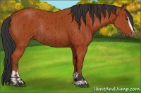 Horse Color:Bay Sabino Rabicano  and Bay Sabino Rabicano 