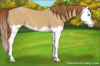 Horse Color:Red Dun Splash 