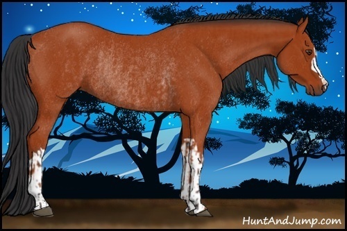 Horse Color:Bay Rabicano  and Bay Rabicano 