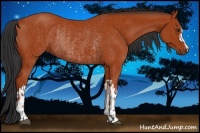 Horse Color:Bay Rabicano and Bay Rabicano