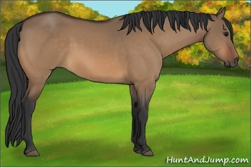 Horse Color:Bay Dun 