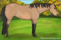 Horse Color:Buckskin 