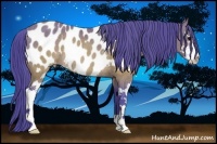 Horse Color:Watercolor Brown Sabino Appaloosa Rabicano 