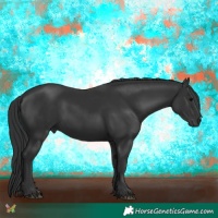 Horse Color:Black 