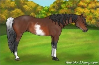 Horse Color:White Spotted Bay 