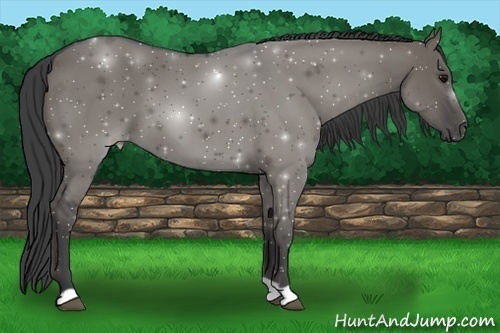 Horse Color:Smoky Grullo 