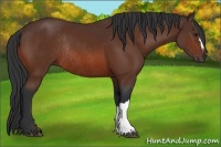 Horse Color:Bay Rabicano 