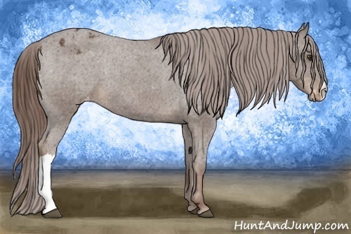 Horse Color:Liver Chestnut Appaloosa 