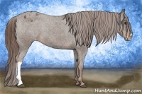 Horse Color:Liver Chestnut Appaloosa 