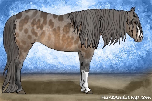 Horse Color:Buckskin Appaloosa 