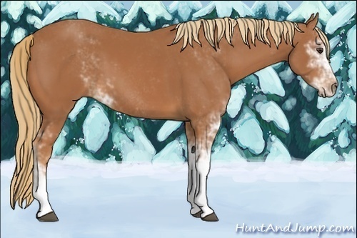 Horse Color:Chestnut Sabino 