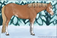 Horse Color:Chestnut Sabino