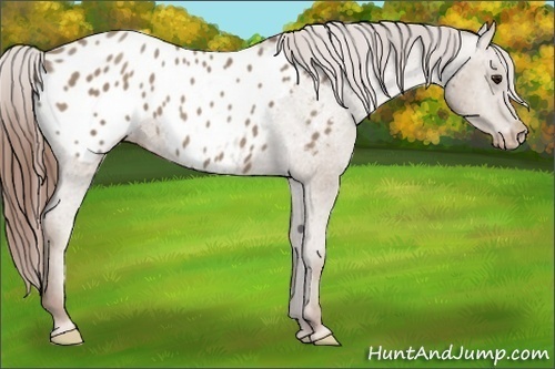 Horse Color:Classic Champagne Appaloosa 