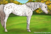 Horse Color:Classic Champagne Appaloosa