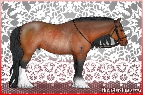 Horse Color:Brown Rabicano 