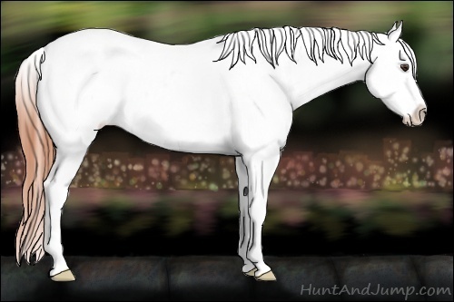 Horse Color:Classic Champagne Roan Appaloosa 