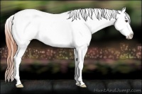 Horse Color:Classic Champagne Roan Appaloosa 