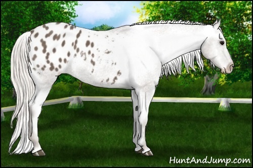 Horse Color:Silver Black Blanket 