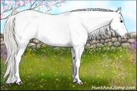 Horse Color:Silver Black Appaloosa 