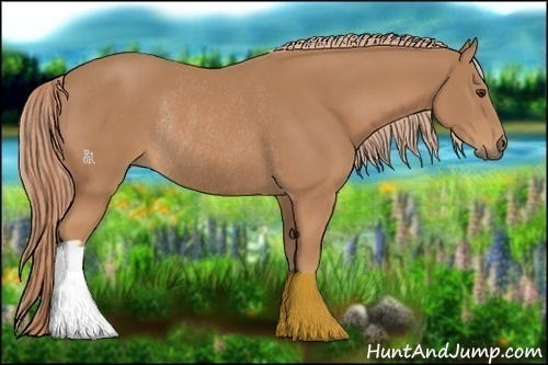 Horse Color:Chestnut Rabicano