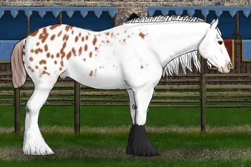 Horse Color:Bay Appaloosa 