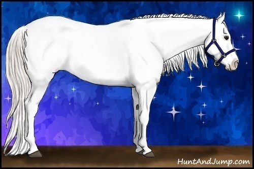 Horse Color:Silver Brown Appaloosa