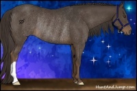 Horse Color:Liver Chestnut Rabicano 