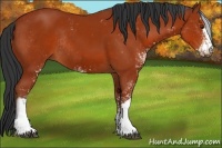 Horse Color:Bay Sabino Rabicano