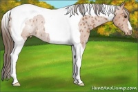 Horse Color:Bay Tobiano Varnish Rabicano