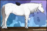 Horse Color:Brown Dun Appaloosa 