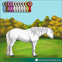 Horse Color:Chocolate Palomino Roan Appaloosa