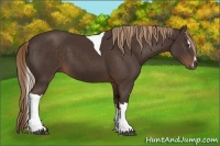 Horse Color:Liver Chestnut Sabino Tobiano 