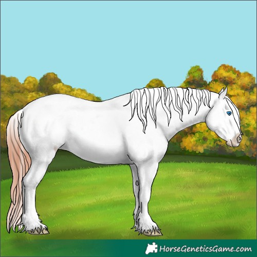 Horse Color:White Spotted Brown Splash Appaloosa 