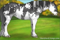 Horse Color:White Spotted Black Splash