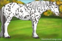 Horse Color:Black Tobiano Appaloosa