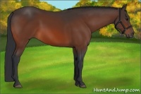 Horse Color:Bay 