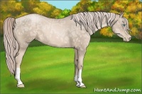 Horse Color:Chocolate Palomino Ice Pearl